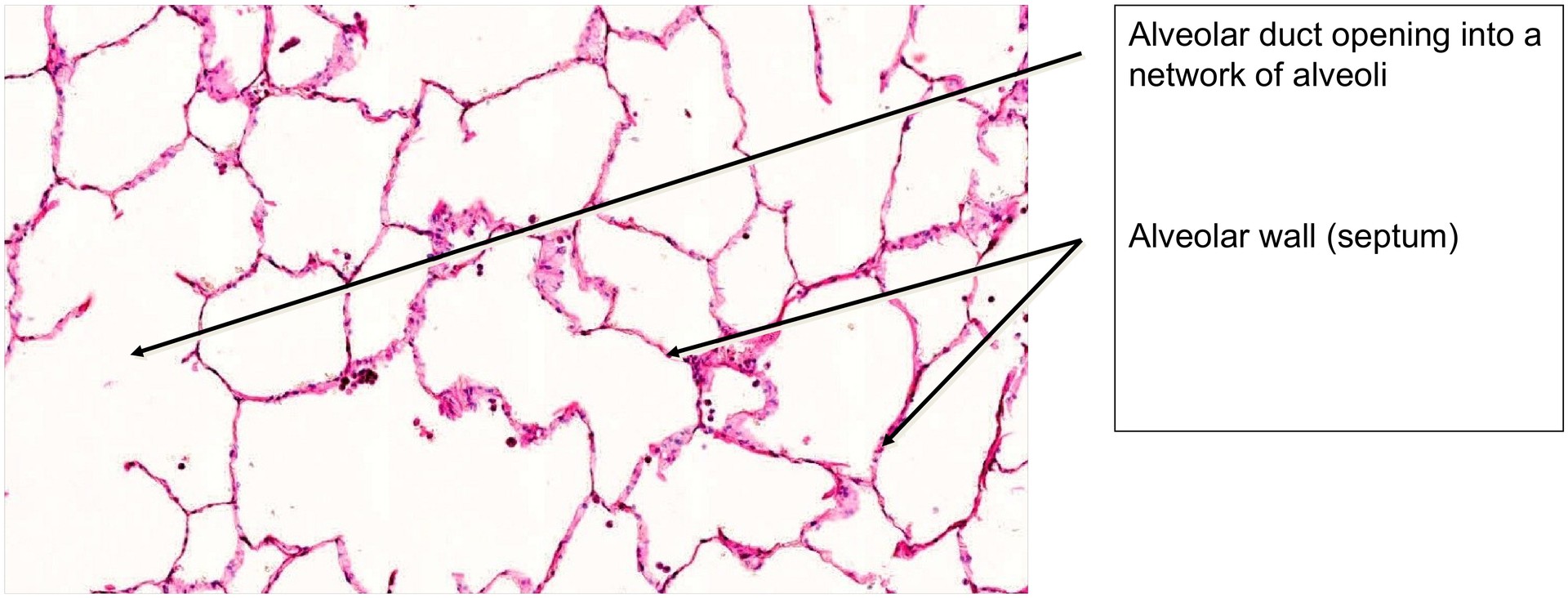 Lung adult
