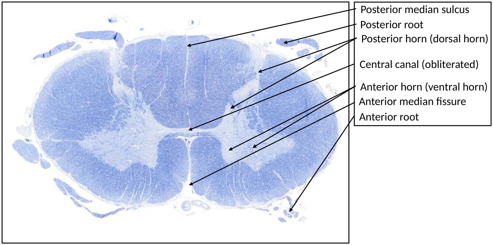 Spinal cord, cervical