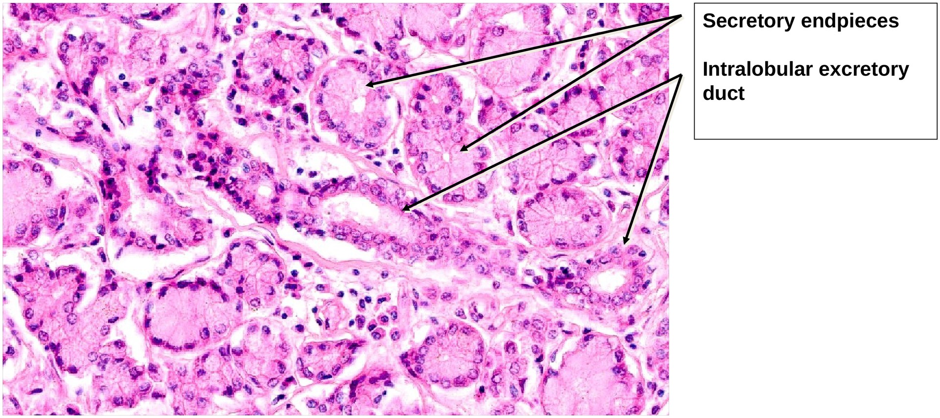 Lacrimal gland