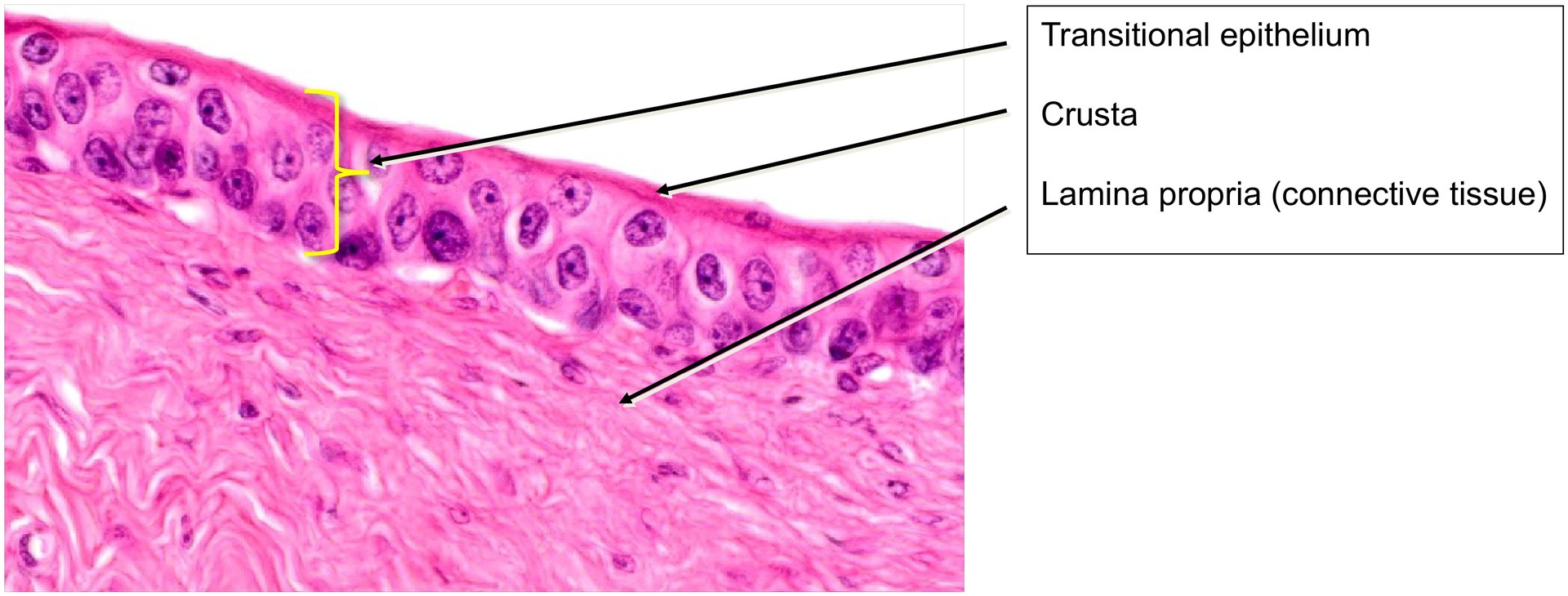 Urinary bladder