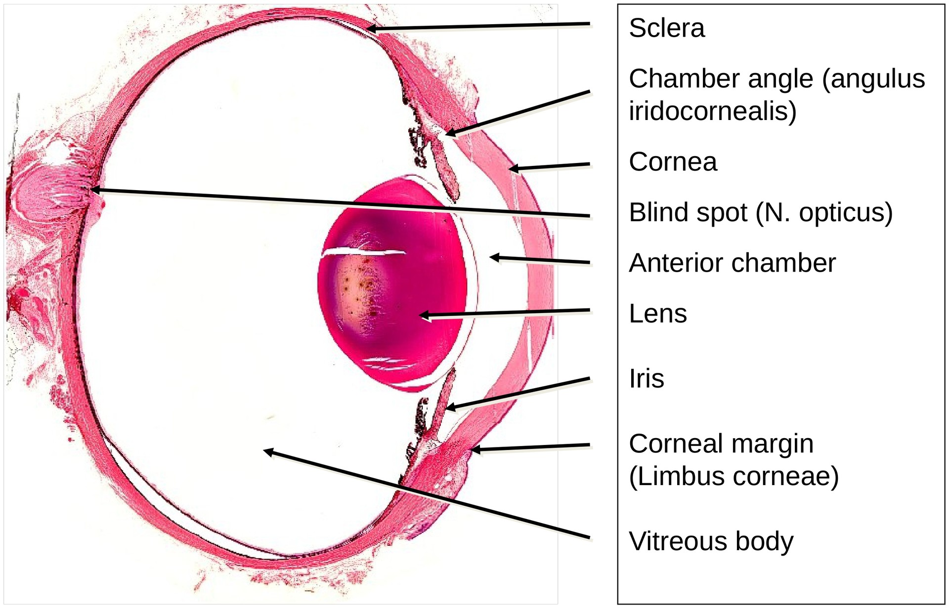 Eye, pig
