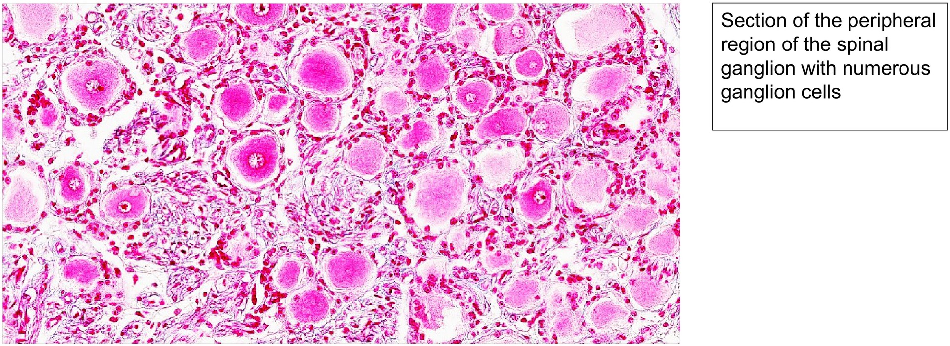 Spinal ganglion