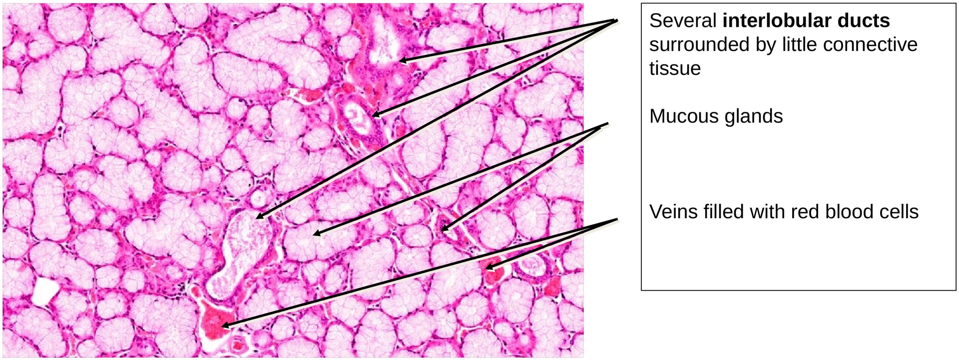 Sublingual gland