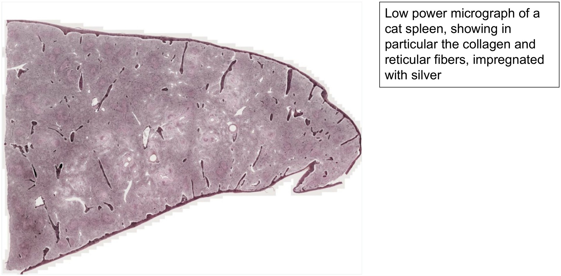 Spleen, cat