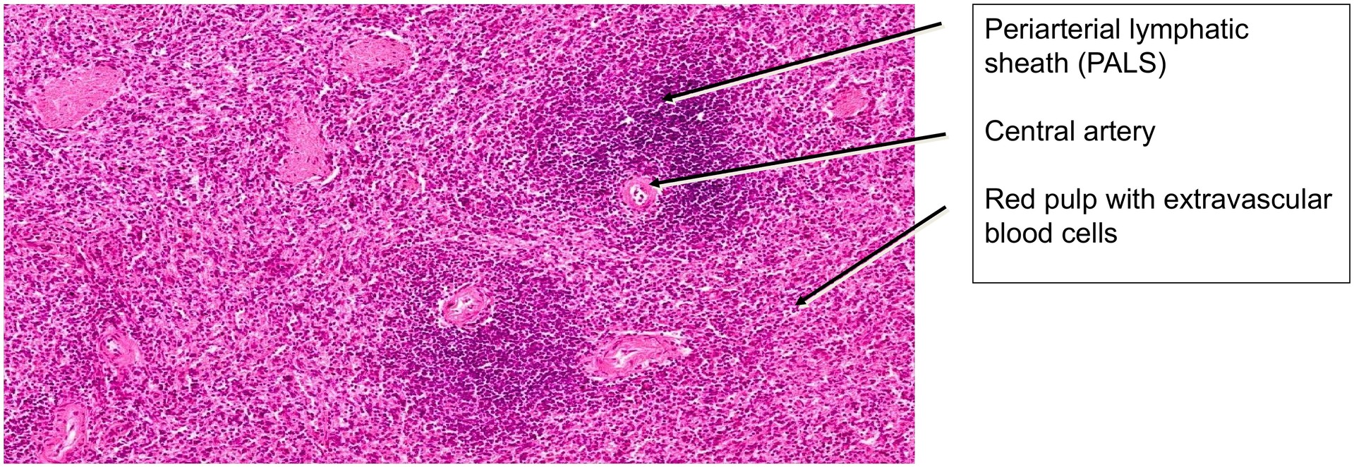 Spleen, cat
