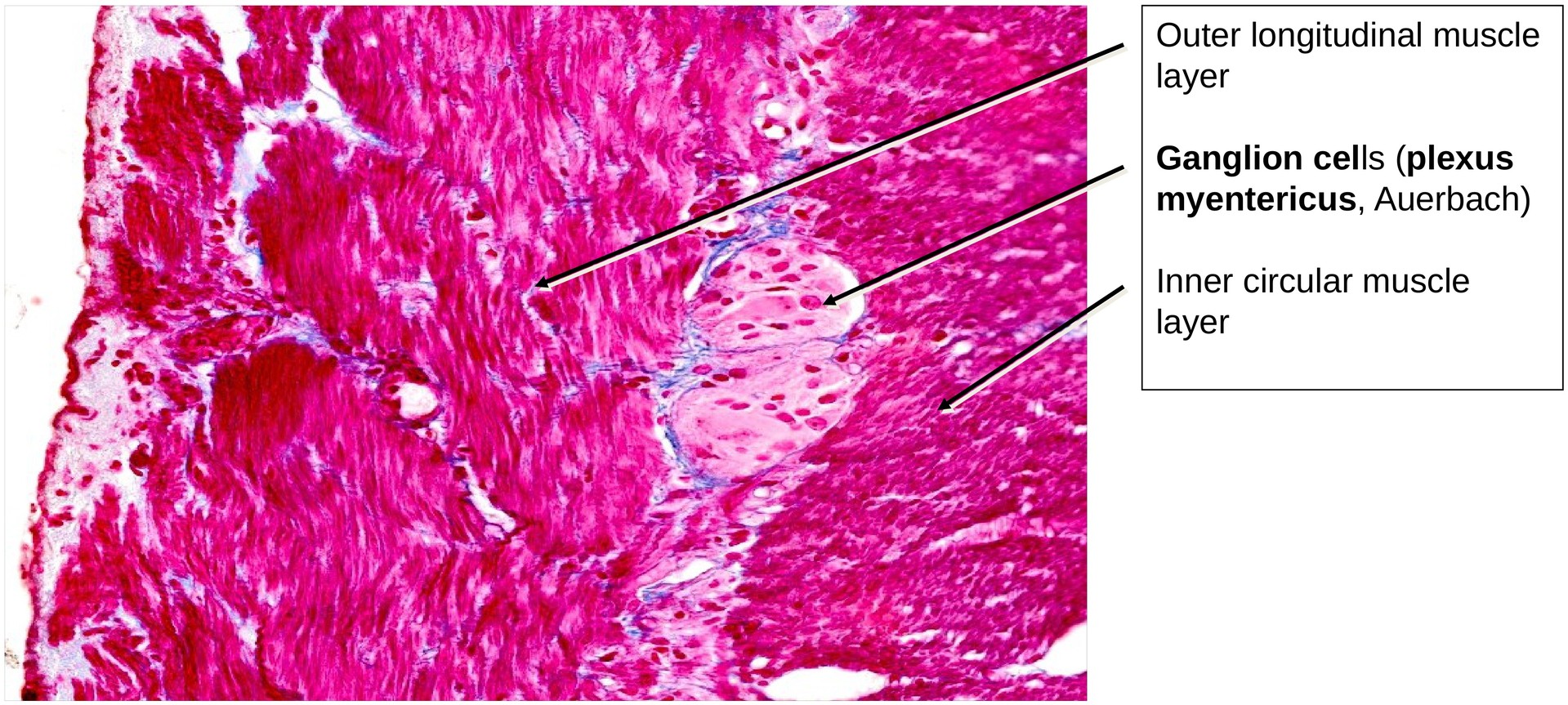 Duodenum
