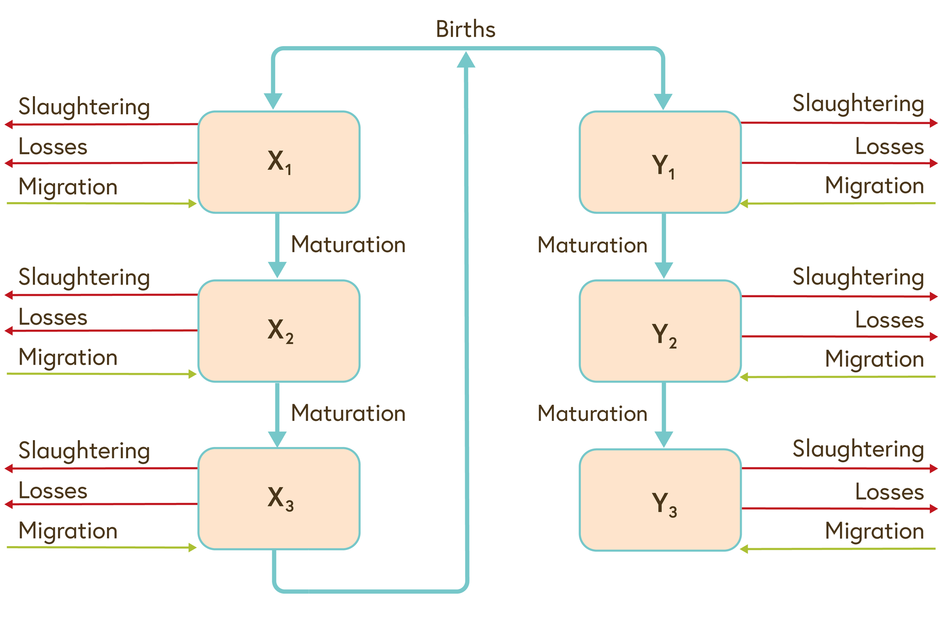 Image four shows different age and sex populations that are depicted as compartments, with slaughtering and losses as decreases and migration as increases to the compartments.