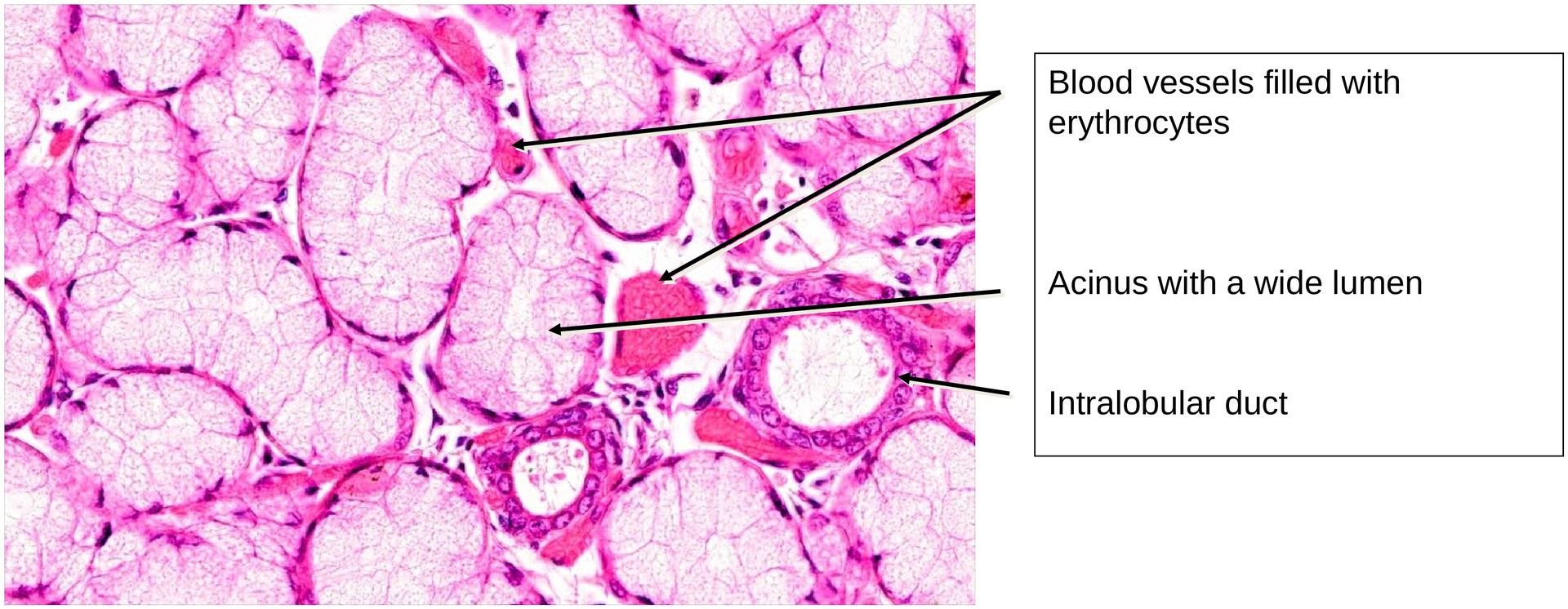 Sublingual gland