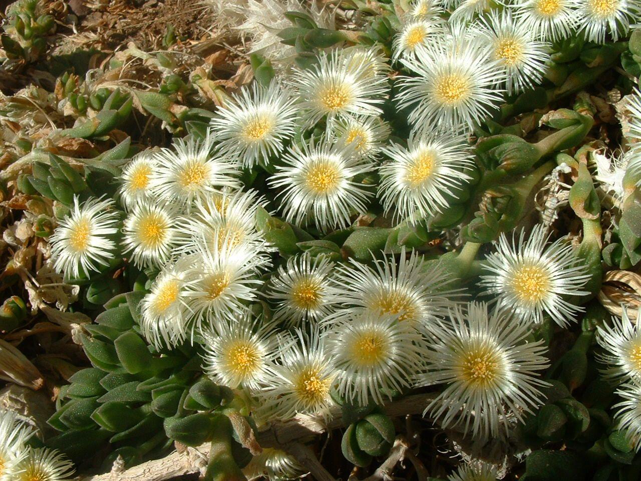 Photo of Sceletium tortuosum.