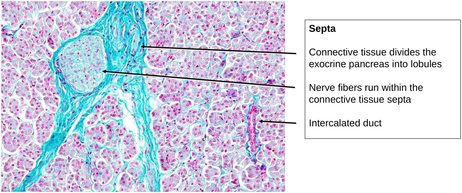 Pancreas, endocrine portion