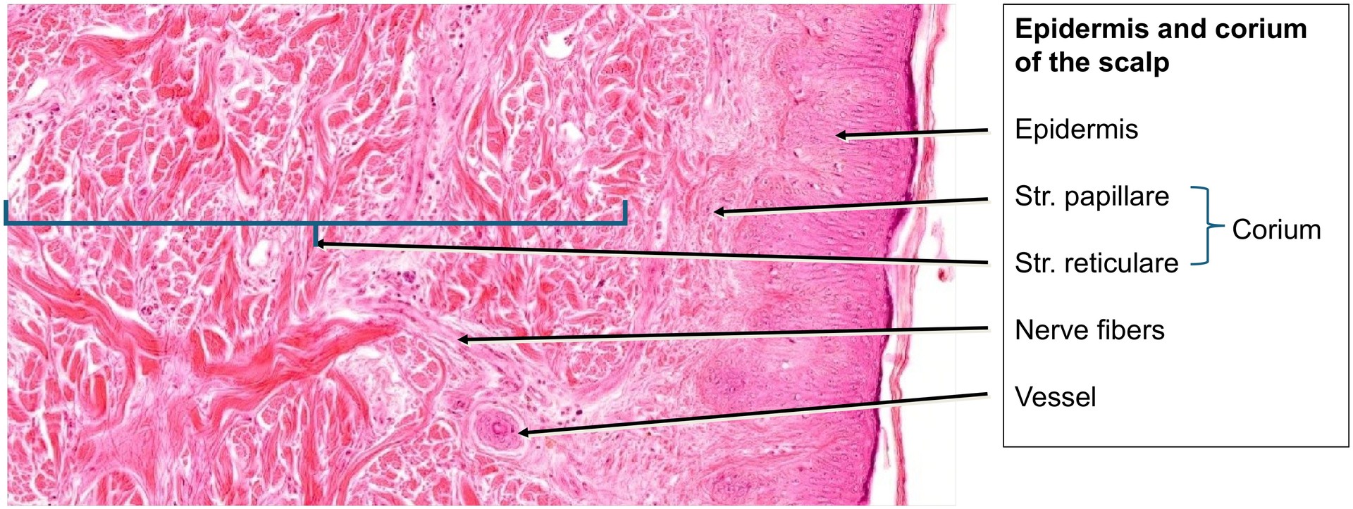 Scalp, longitudinal