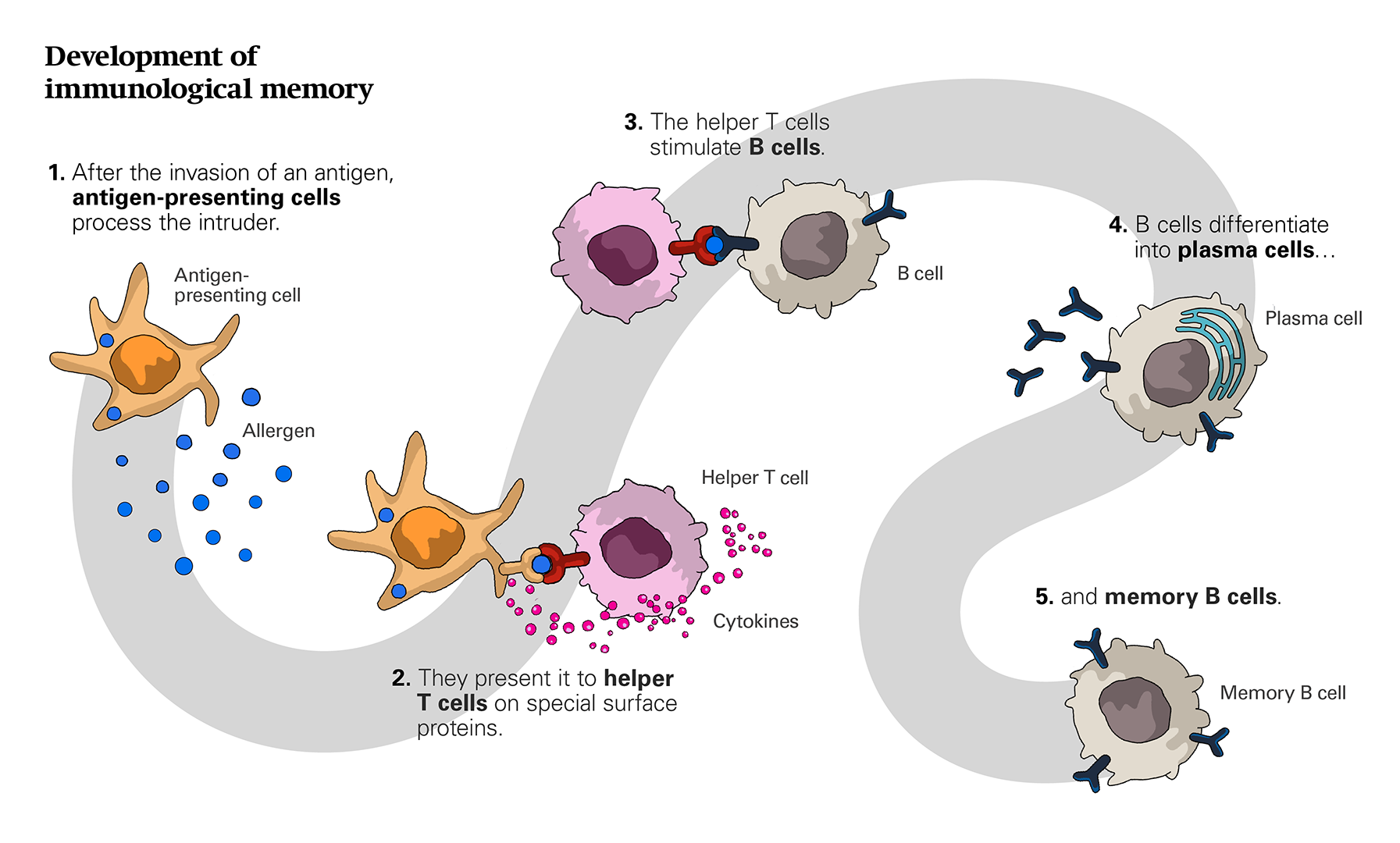 Illustration depicting how immunological memory is established. First, antigens are taken up by dendritic cells. The antigens presented by dendritic cells are then recognized by T cells, which, upon their activation, become so-called helper T cells. Meanwhile, B cells pick up the antigen and process it. Once processed, the antigen is presented on the surface of the B cell. The helper T cells bind to the antigen and then release cytokines that stimulate the B cells. Once stimulated, B cells undergo proliferation and differentiation in antibody-producing plasma cells and memory B cells. The memory B cells remain in the immune organs and elicit a new immune reaction at a subsequent allergen exposure.