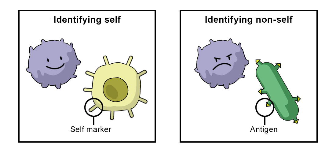 Figure depicting the identification of self and non-self. A self marker (MHC) labels the body’s cells as ‘self’. An antigen is a molecule that the immune system recognises as ‘non-self’ and it therefore elicits an immune reaction.