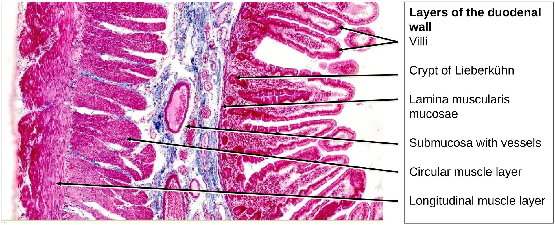 Duodenum