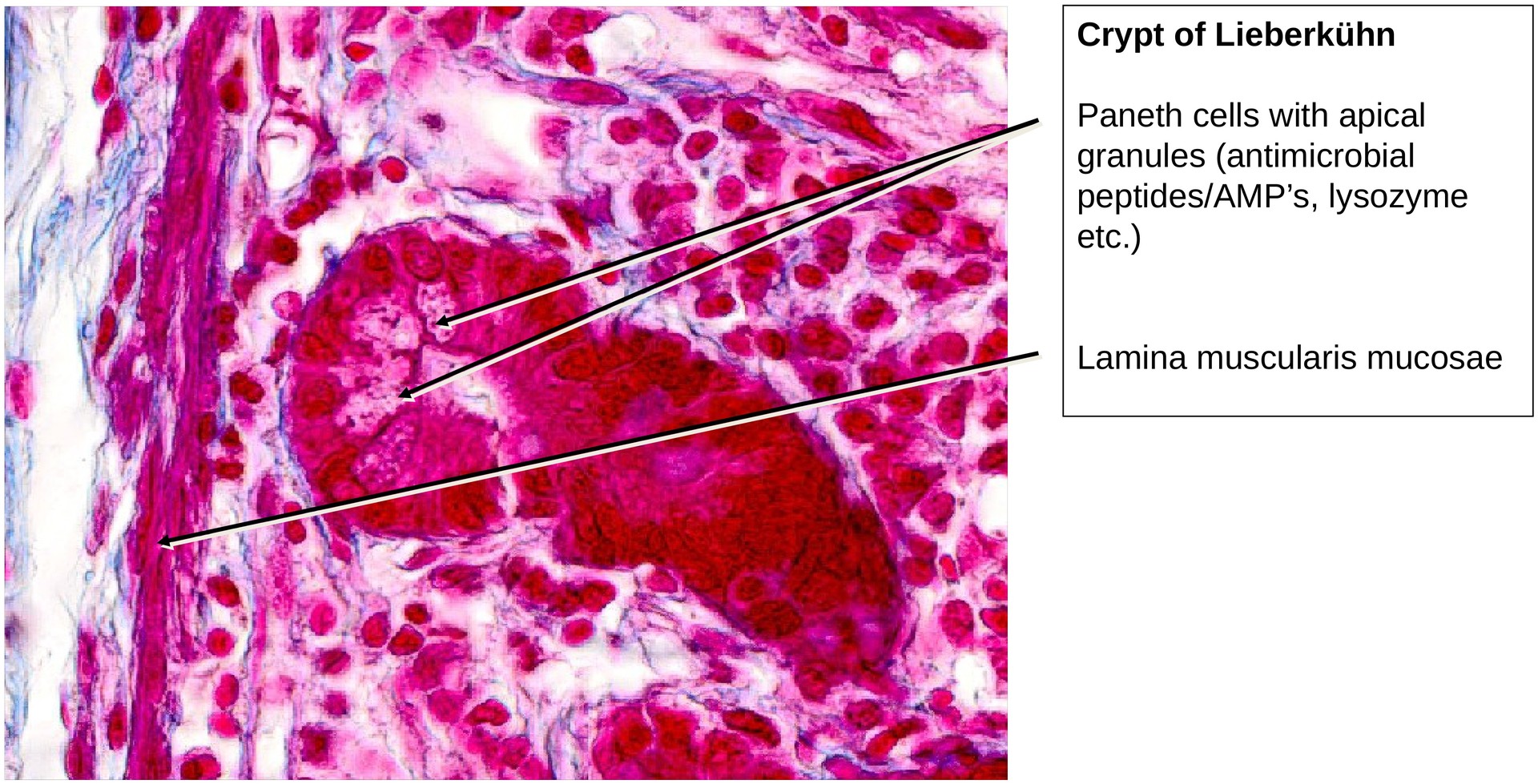Duodenum