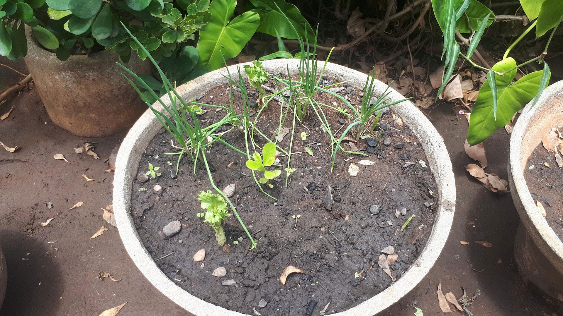 Pot with herbs and vegetables. Urban agriculture.