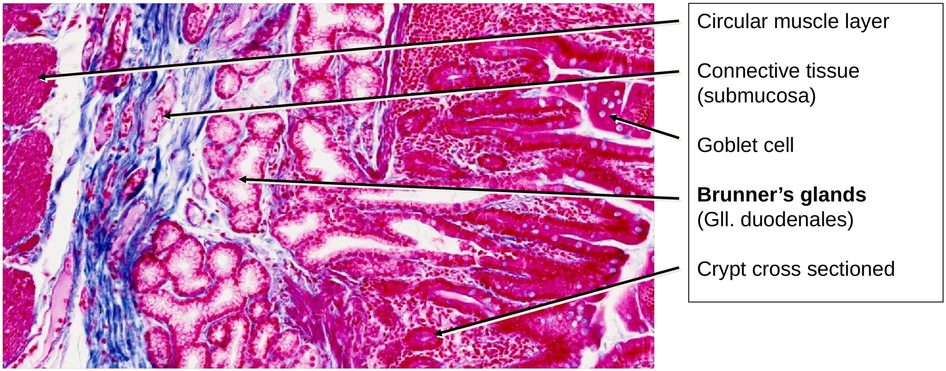Duodenum