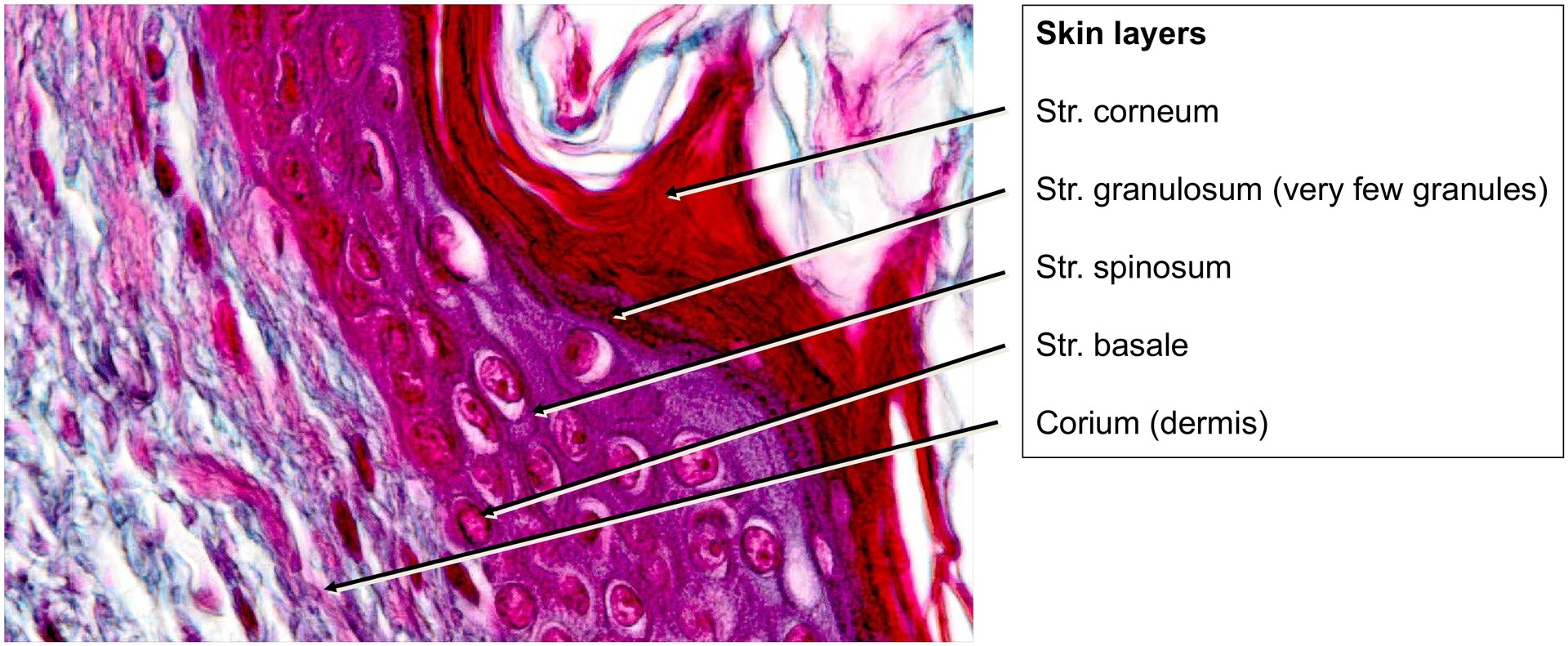 Skin, armpit