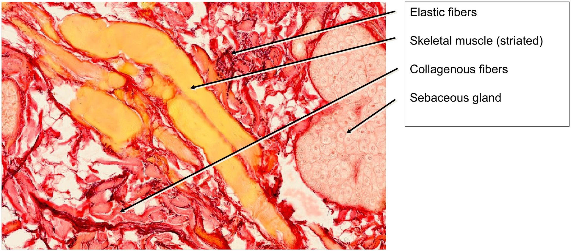 Nasal skin