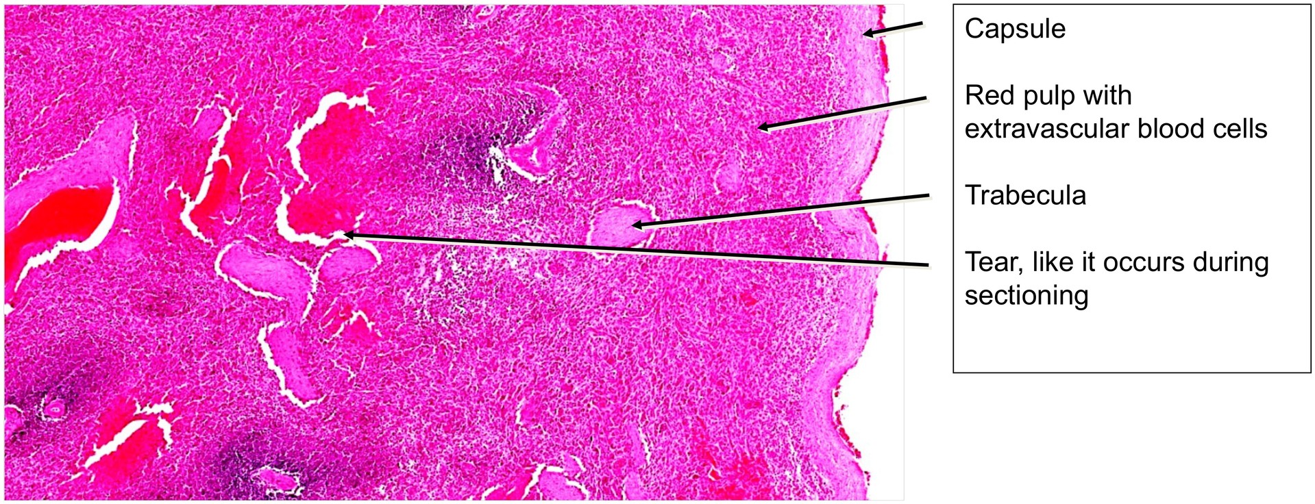 Spleen, cat