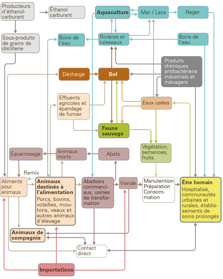 Organigramme illustrant les voies de transmission des bactéries résistantes aux médicaments antimicrobiens.