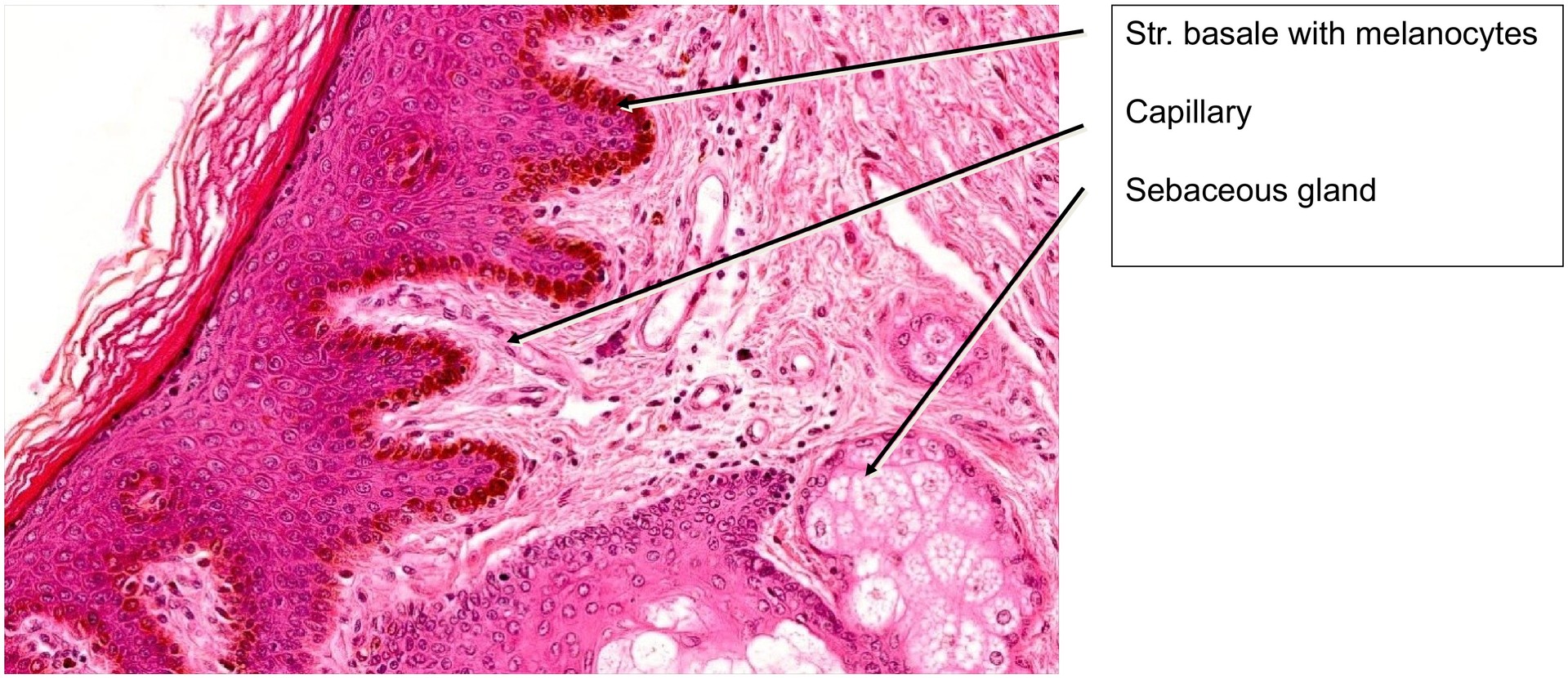 Labium minus