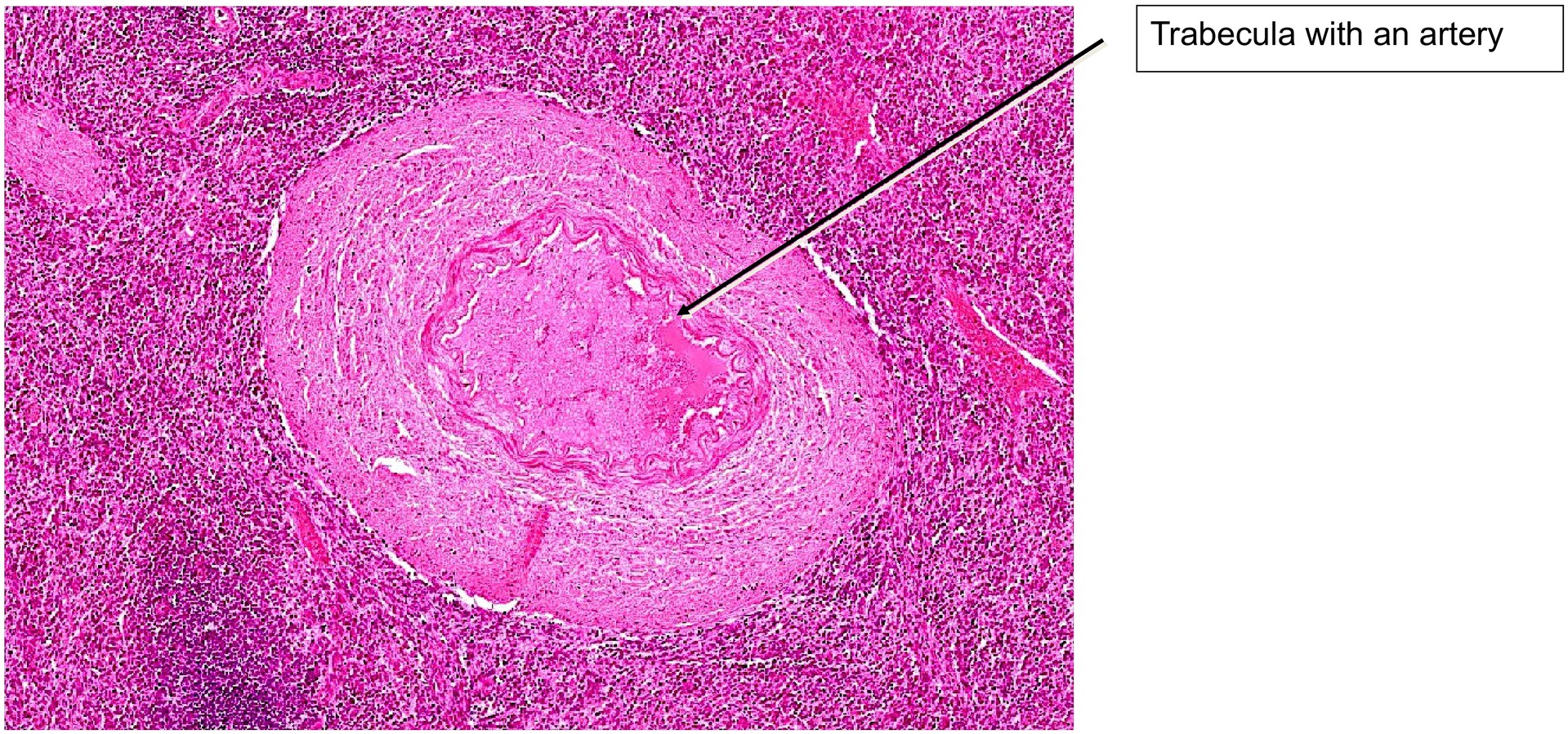 Spleen, cat