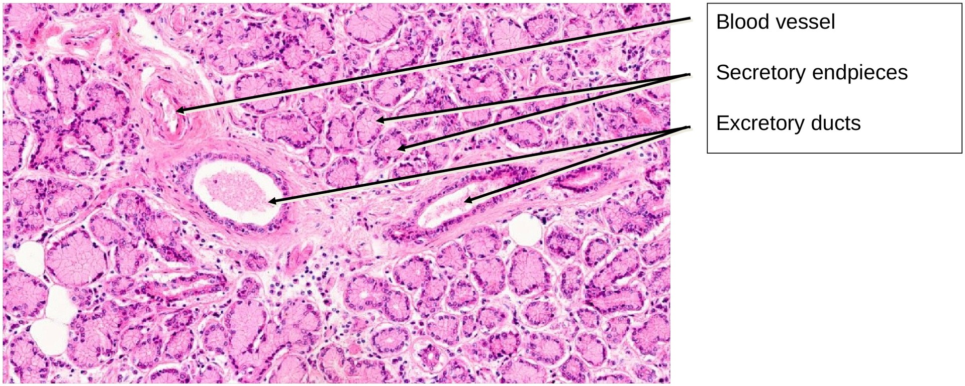 Lacrimal gland