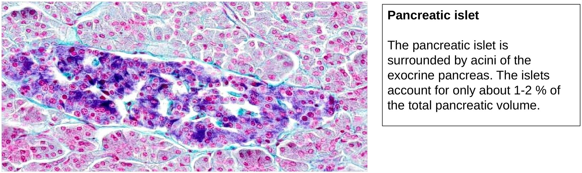 Pancreas, endocrine portion