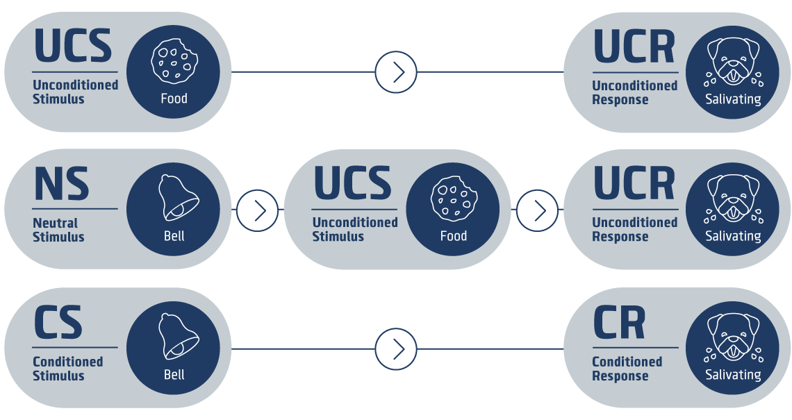 Chart showing Pavlov’s experiment