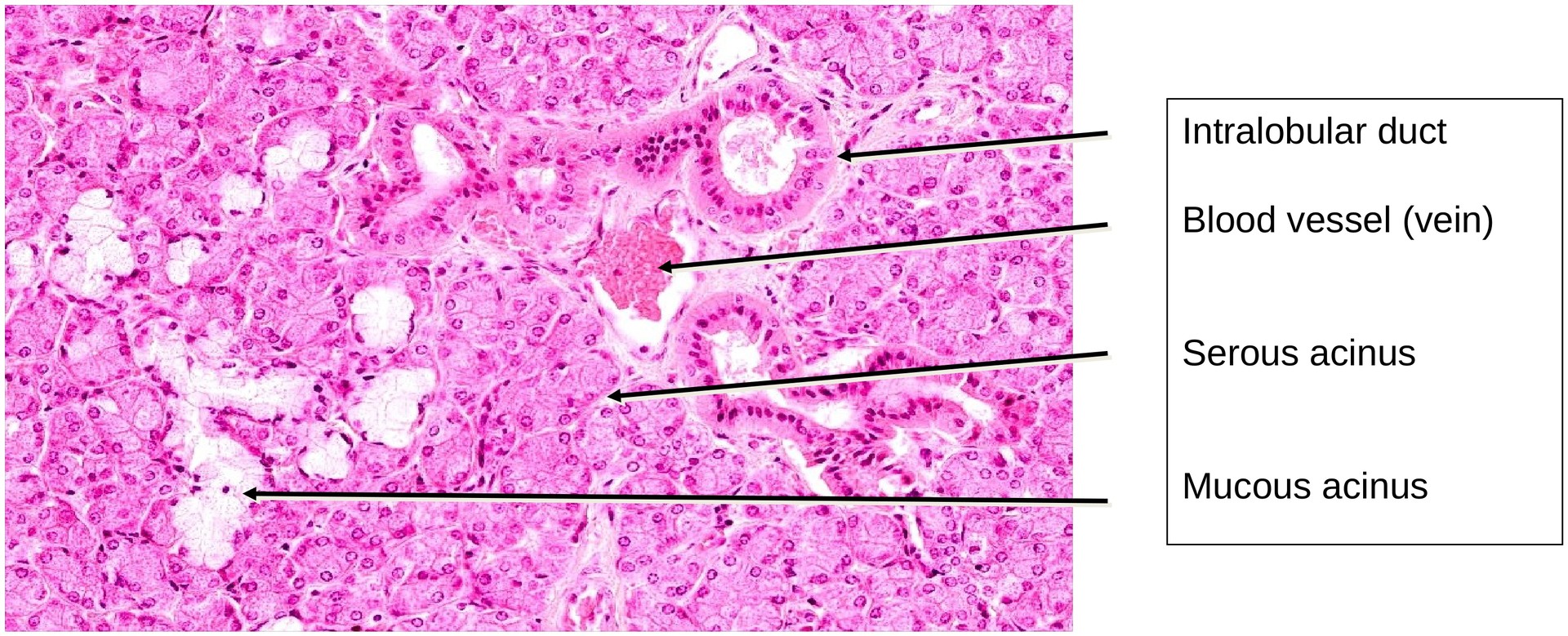 Submandibular gland