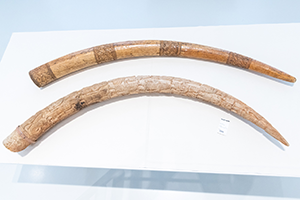 engraved elephant tusks from Benin 3![