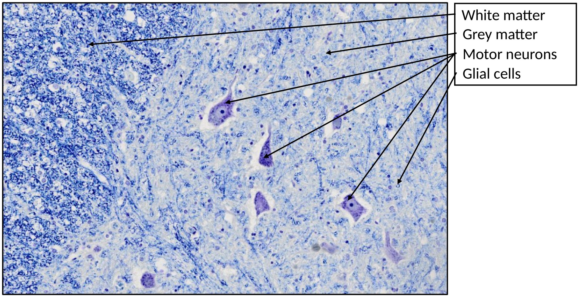 Spinal cord, cervical