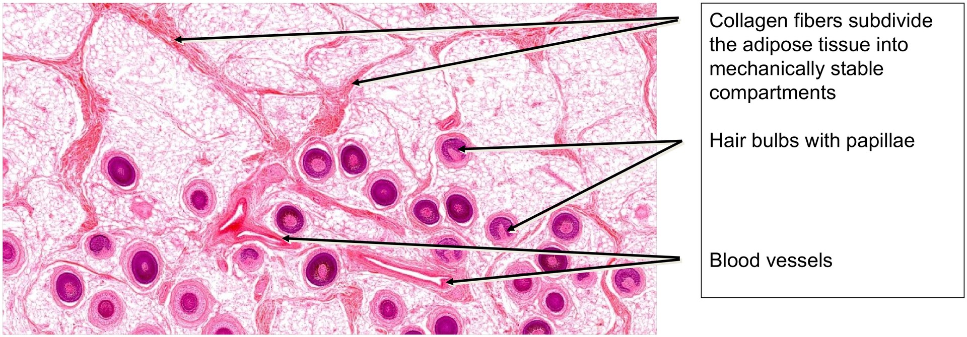 Scalp, cross