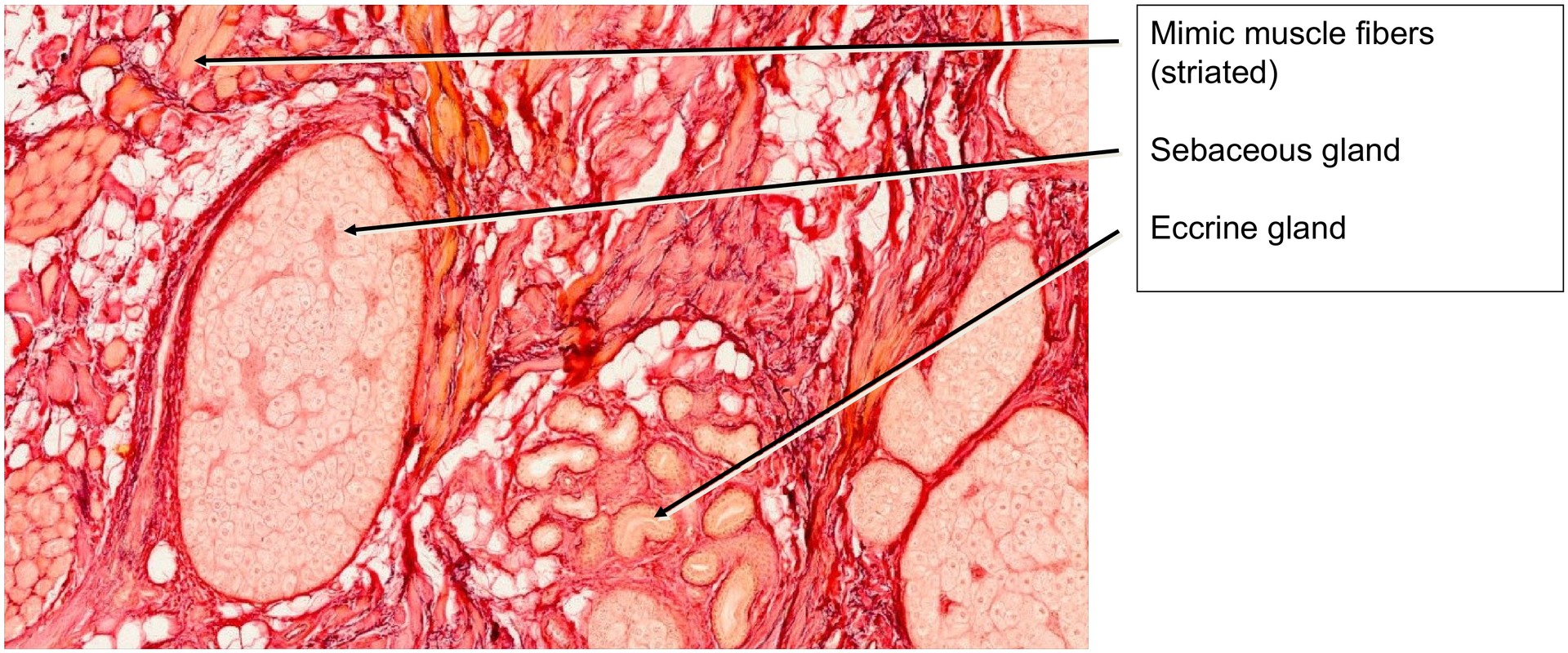 Nasal skin