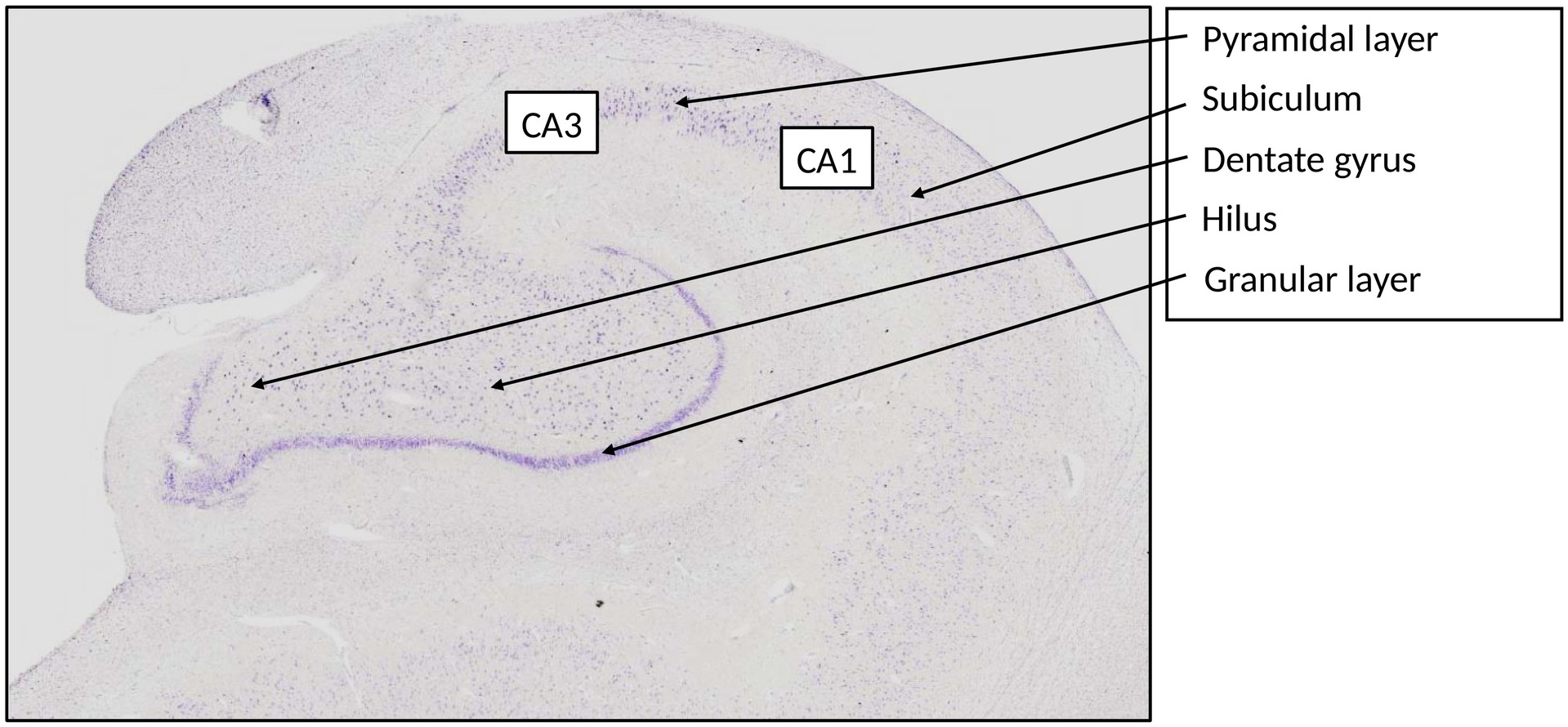 Hippocampus