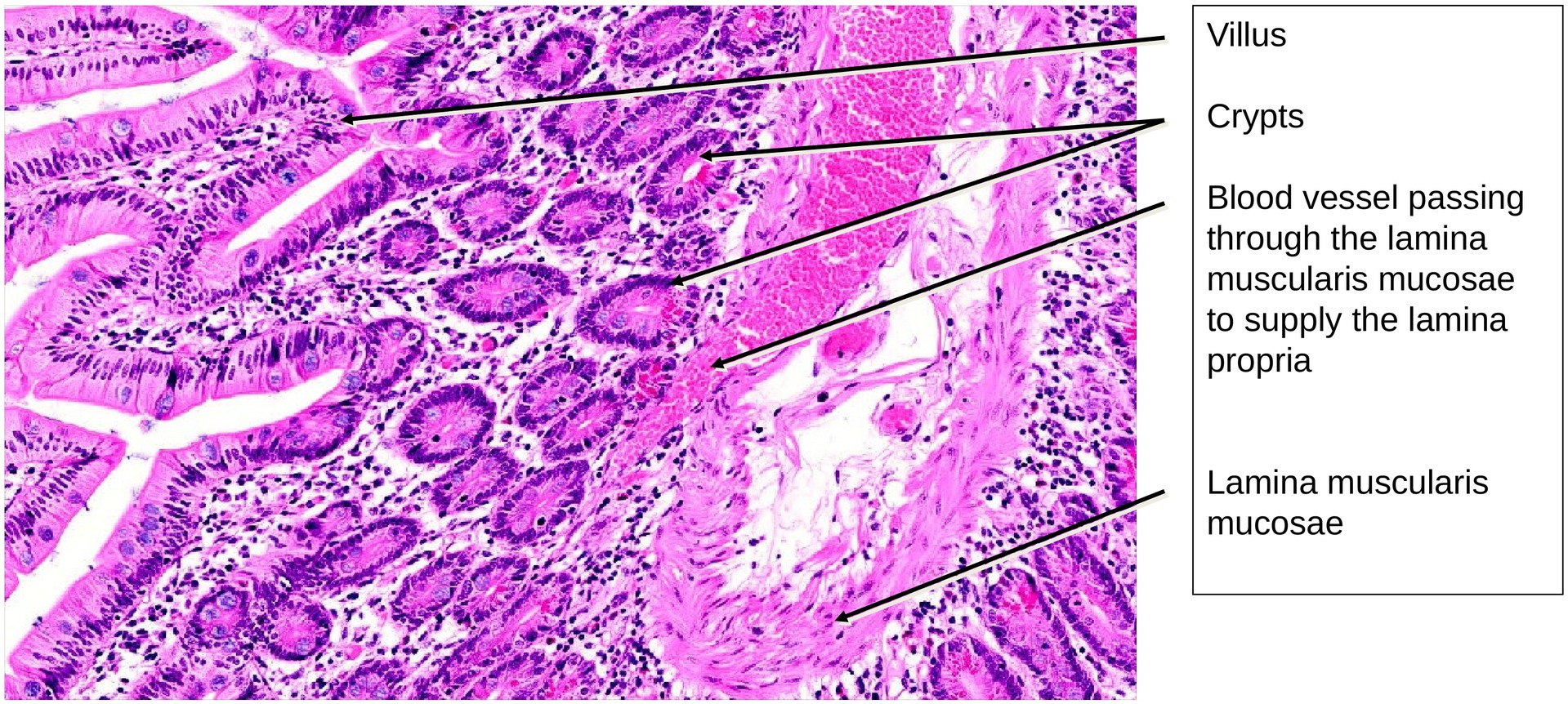 Jejunum, human 2
