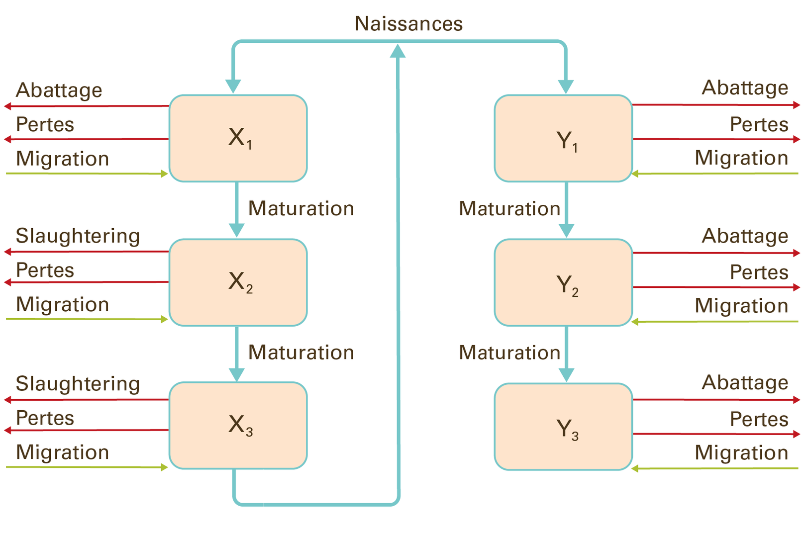 L'image 4 présente différentes populations selon l'âge et le sexe qui sont représentées sous forme de compartiments, l'abattage et les pertes sous forme de baisses et la migration sous forme d'augmentations vers ces compartiments.