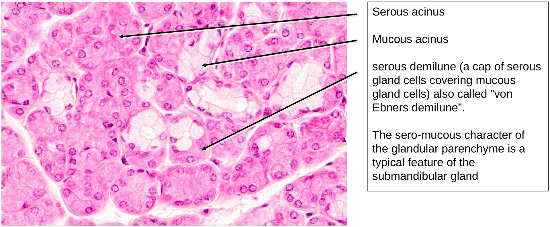Submandibular gland
