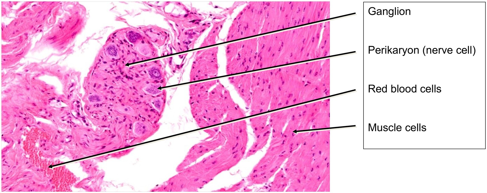 Urinary bladder