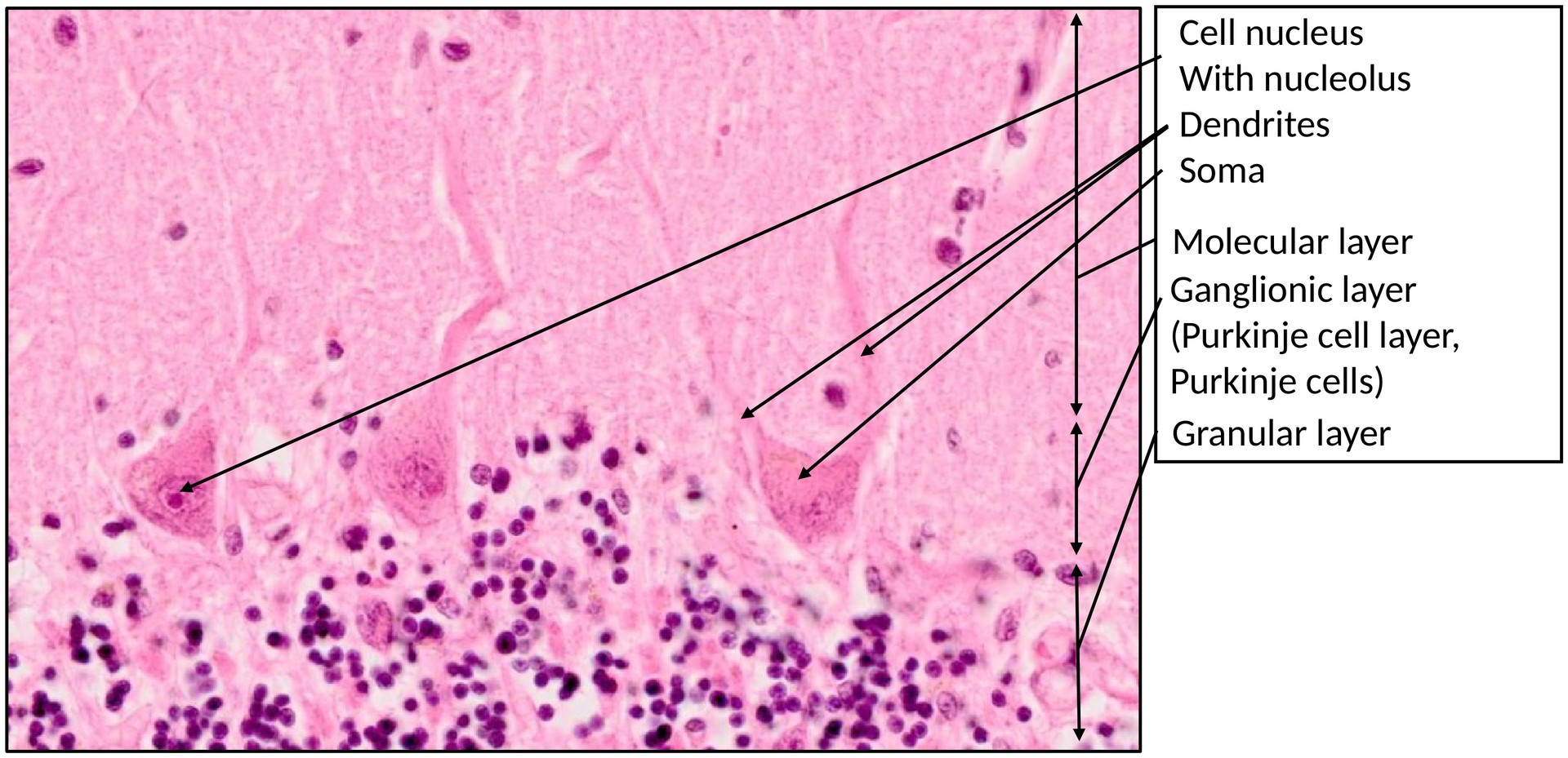 Cerebellum 1