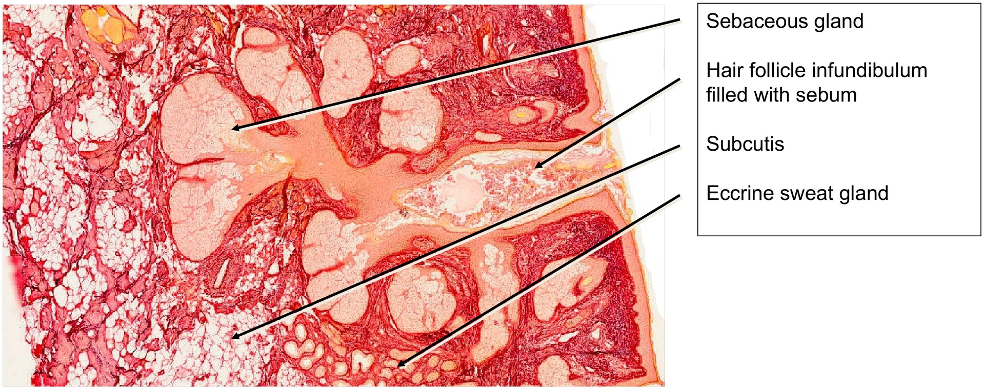 Nasal skin