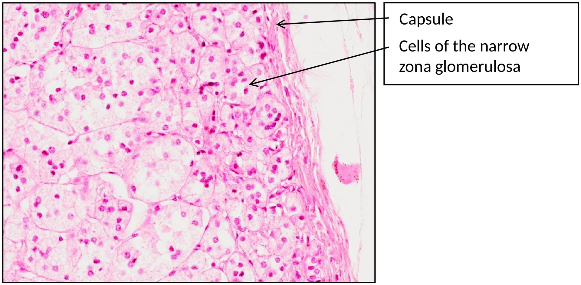 Adrenal gland