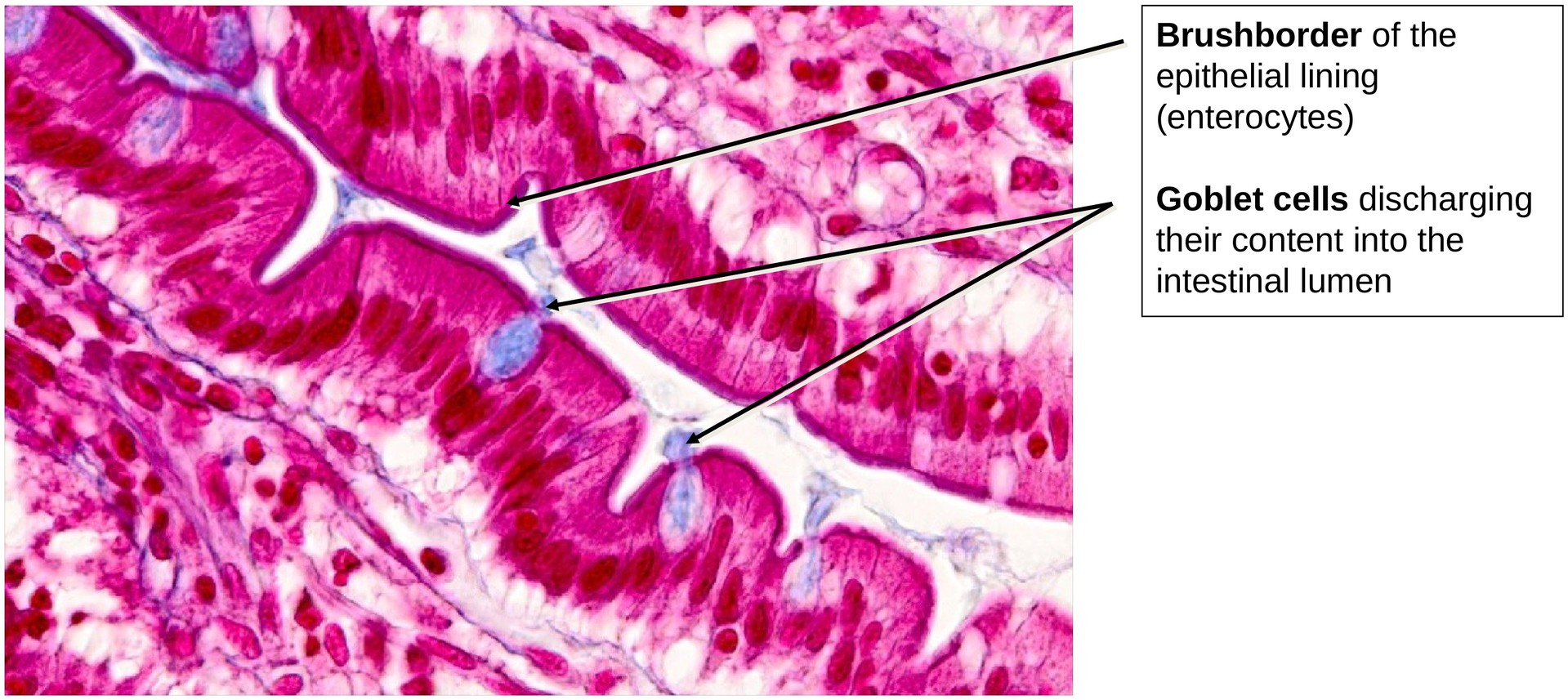 Duodenum