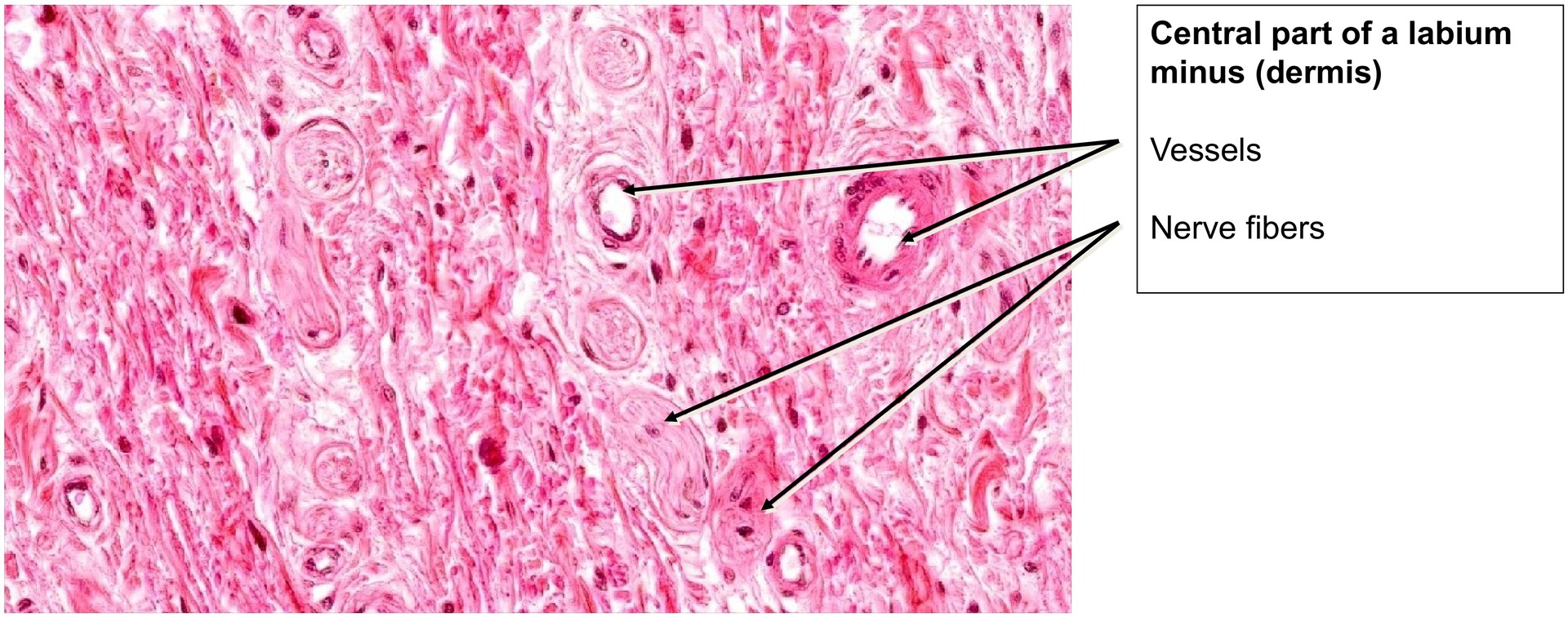Labium minus