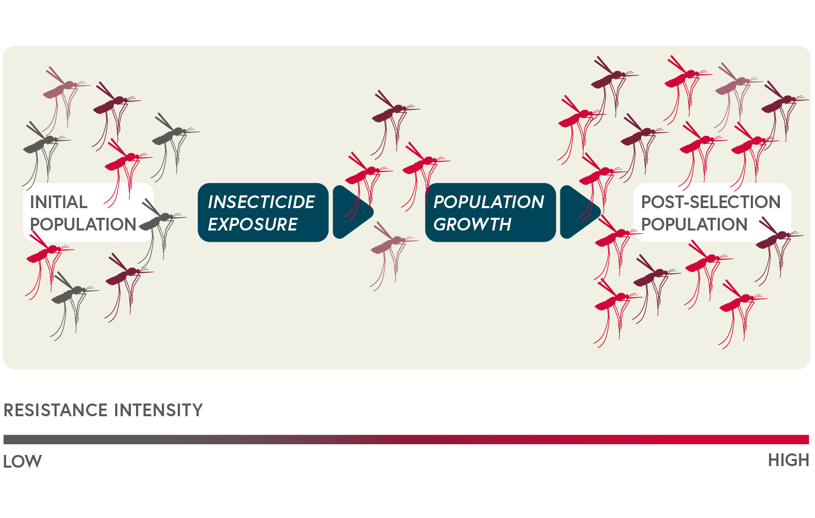 Schematic representation of the evolution of insecticide resistance