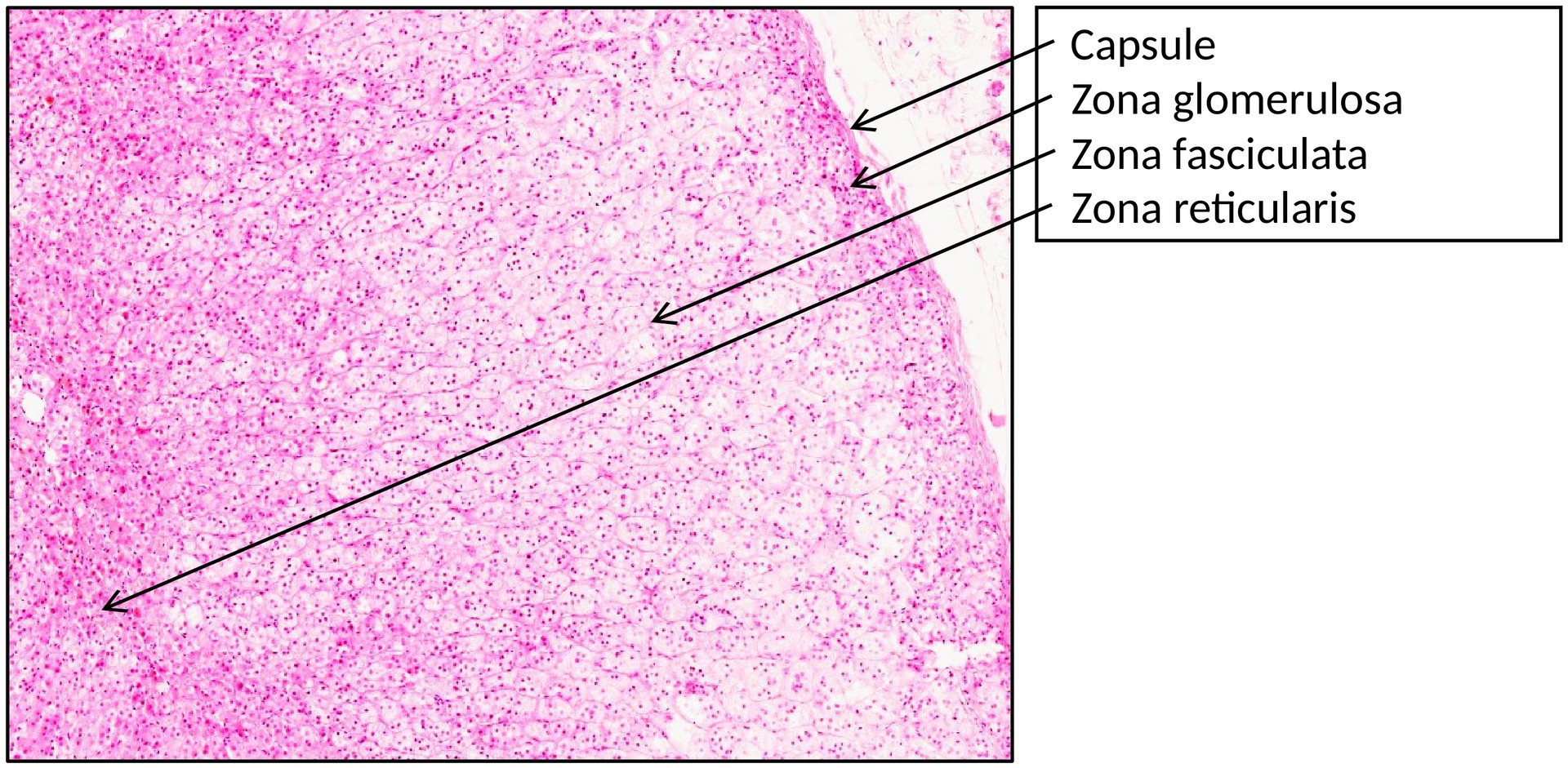 Adrenal gland