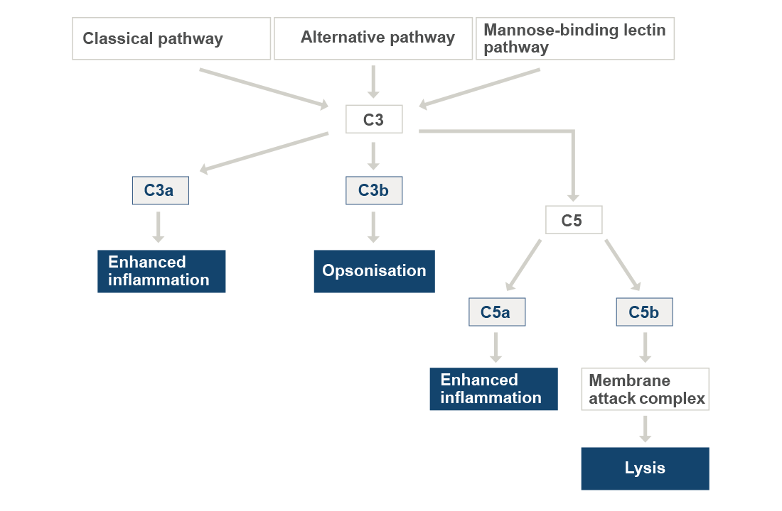 The diagram describes the complement cascades and the symptoms caused by the metabolized components. The alternative pathway can lead to opsonisation and the mannose-binding lectin pathway to lysis.