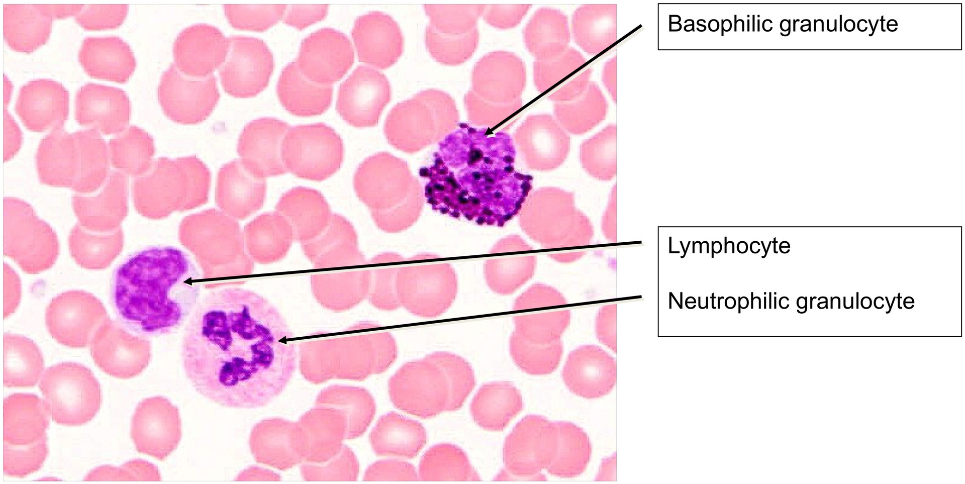 Blood smear
