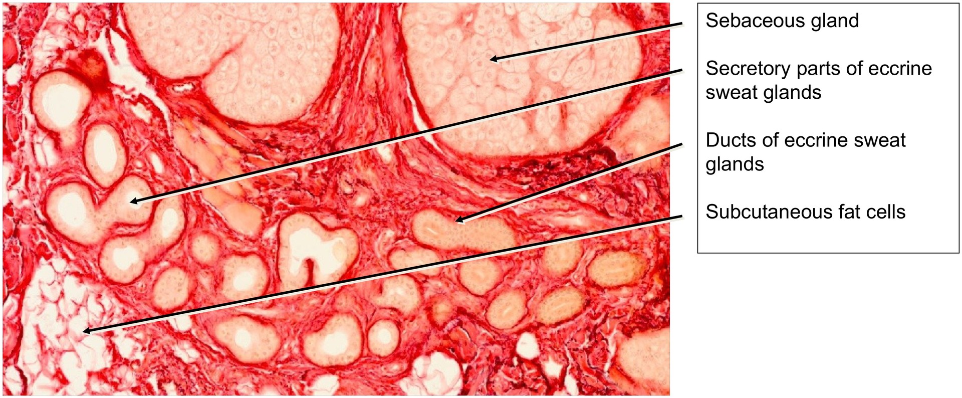 Nasal skin